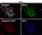 Anti-Osteopontin SPP1 Rabbit Monoclonal Antibody